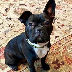 Meet your Posher, Rose